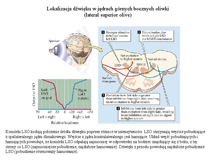 Lokalizacja dźwięku w jądrach górnych bocznych oliwki (lateral superior olive) Komórki LSO kodują położenie