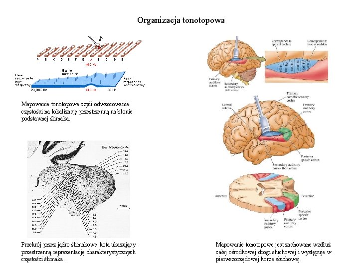 Organizacja tonotopowa Mapowanie tonotopowe czyli odwzorowanie częstości na lokalizację przestrzenną na błonie podstawnej ślimaka.