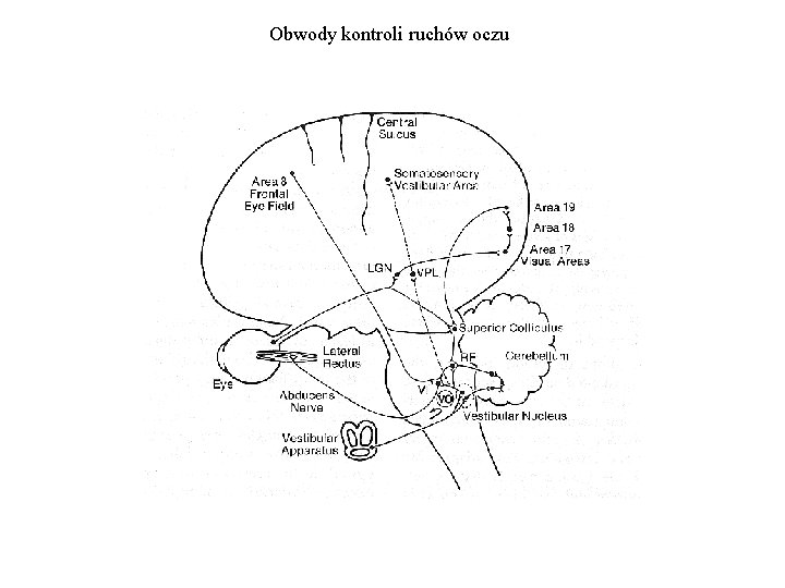 Obwody kontroli ruchów oczu 