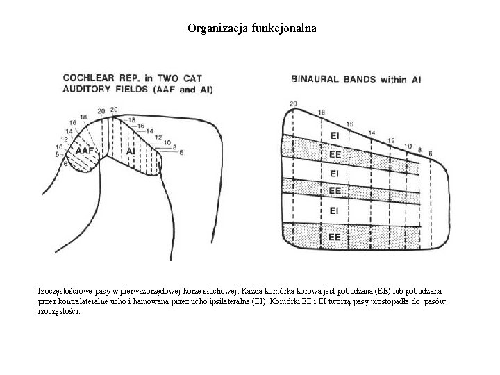 Organizacja funkcjonalna Izoczęstościowe pasy w pierwszorzędowej korze słuchowej. Każda komórka korowa jest pobudzana (EE)