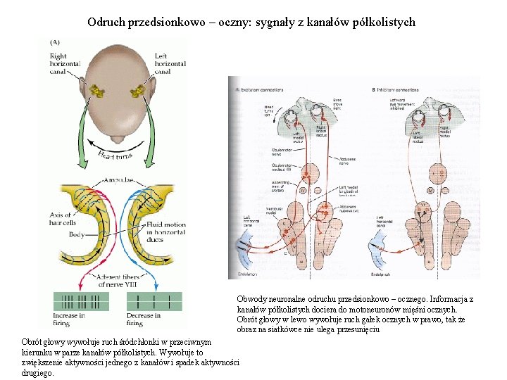 Odruch przedsionkowo – oczny: sygnały z kanałów półkolistych Obwody neuronalne odruchu przedsionkowo – ocznego.