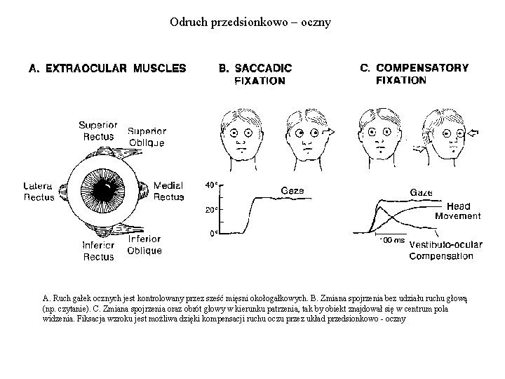 Odruch przedsionkowo – oczny A. Ruch gałek ocznych jest kontrolowany przez sześć mięsni okołogałkowych.