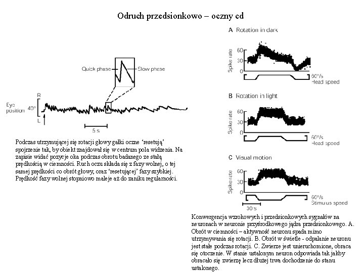 Odruch przedsionkowo – oczny cd Podczas utrzymującej się rotacji głowy gałki oczne ‘resetują’ spojrzenie