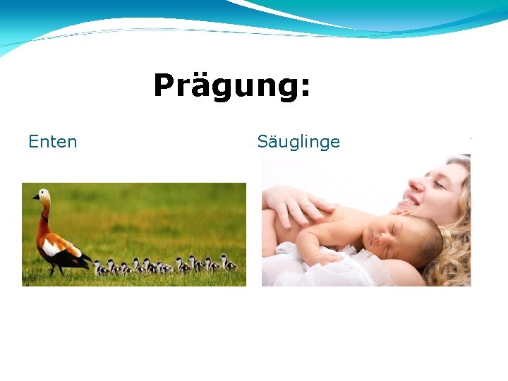 Prägung: Enten Säuglinge 