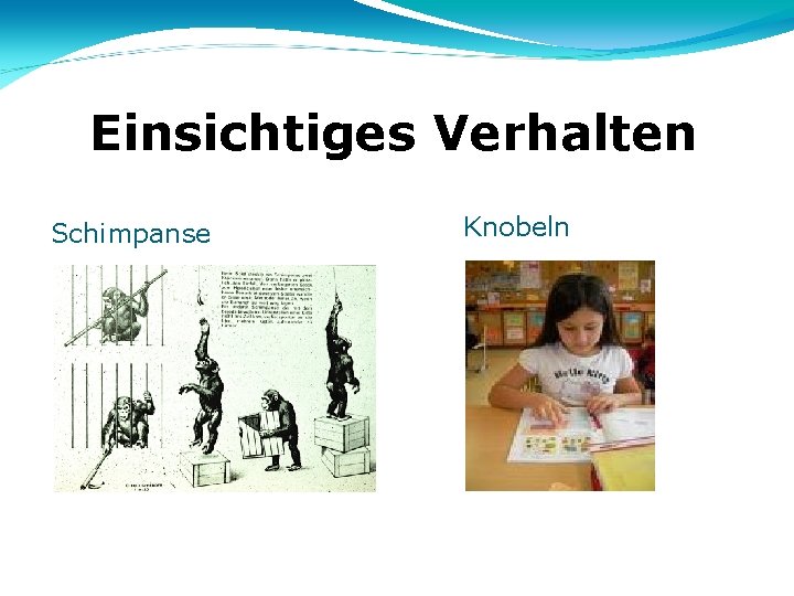 Einsichtiges Verhalten Schimpanse Knobeln 