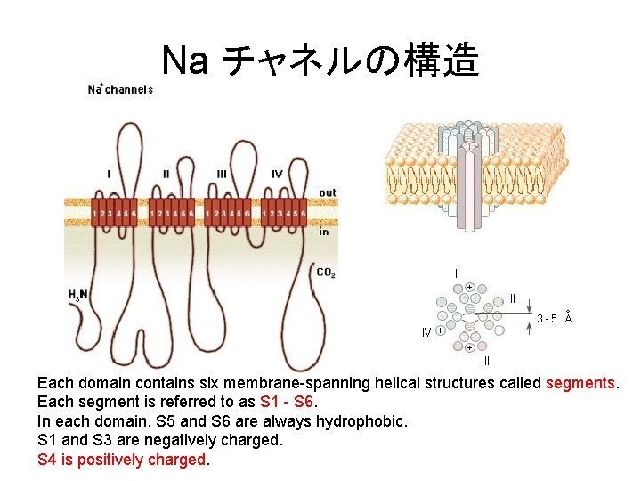 Na チャネルの構造 Each domain contains six membrane-spanning helical structures called segments. Each segment is