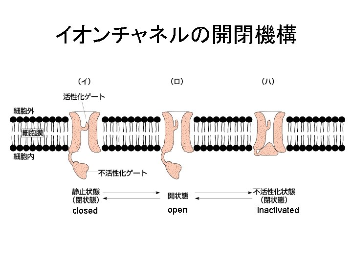 イオンチャネルの開閉機構 closed open inactivated 