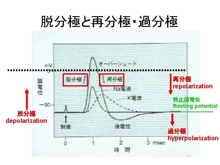 脱分極と再分極・過分極 再分極 repolarization 静止膜電位 Resting potential 脱分極 depolarization 過分極 hyperpolarization 