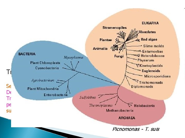 Filogenia do gênero. Trypanosoma Filo Sarcomastigophora, subfilo Mastigophora Classe Zoomastigophora Ordem Kinetoplastida Família Trypanosomatidae Filogenia do gênero. Trypanosoma Filo Sarcomastigophora, subfilo Mastigophora Classe Zoomastigophora Ordem Kinetoplastida Família Trypanosomatidae