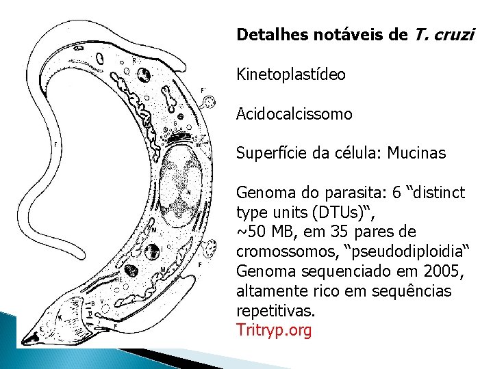 Detalhes notáveis de T. cruzi Kinetoplastídeo Acidocalcissomo Superfície da célula: Mucinas Genoma do parasita: