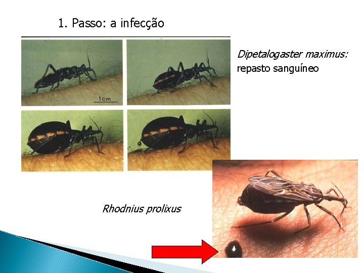1. Passo: a infecção Dipetalogaster maximus: repasto sanguíneo Rhodnius prolixus 