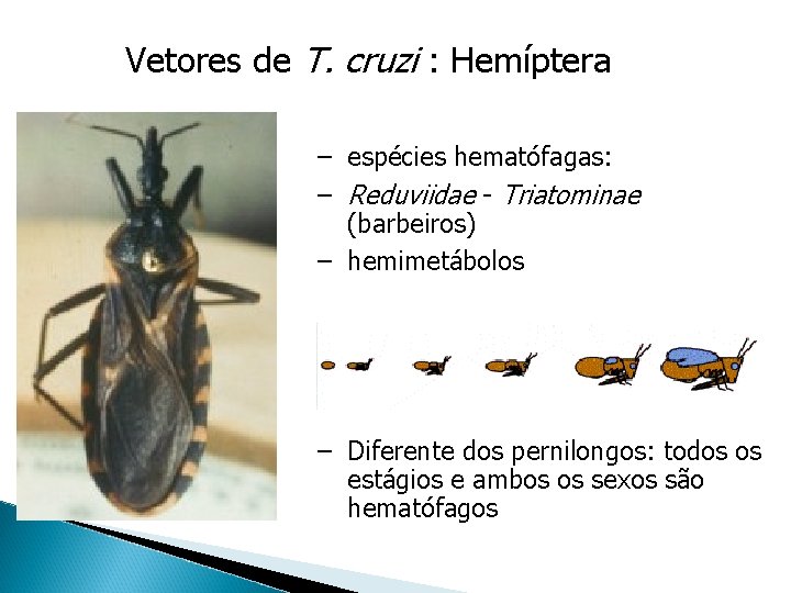 Vetores de T. cruzi : Hemíptera – espécies hematófagas: – Reduviidae - Triatominae (barbeiros)