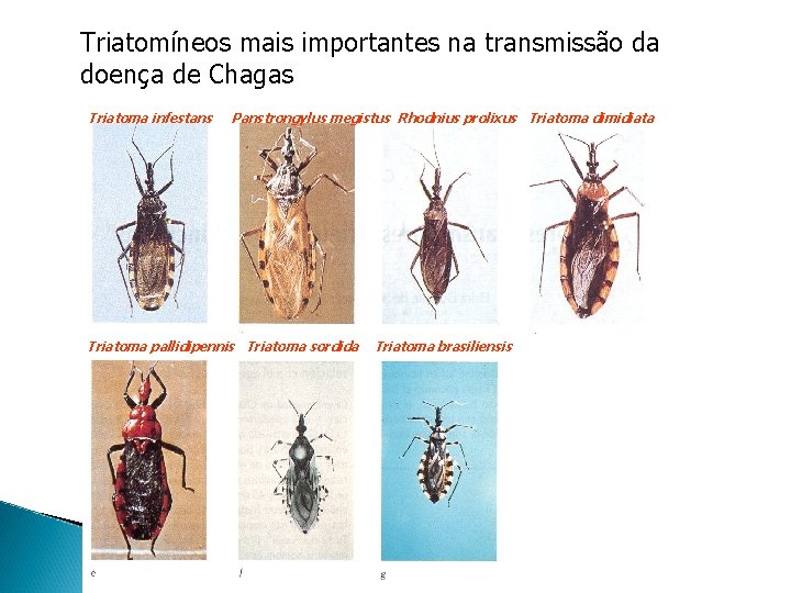 Triatomíneos mais importantes na transmissão da doença de Chagas Triatoma infestans Panstrongylus megistus Rhodnius