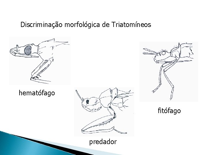 Discriminação morfológica de Triatomíneos hematófago fitófago predador 