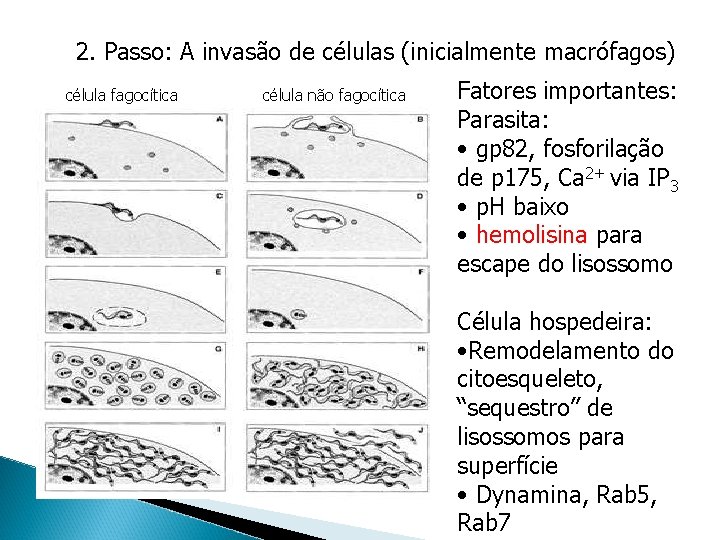 2. Passo: A invasão de células (inicialmente macrófagos) célula fagocítica célula não fagocítica Fatores