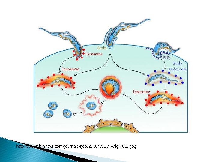 http: //www. hindawi. com/journals/ijcb/2010/295394. fig. 0010. jpg 