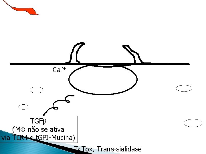 Ca 2+ TGF (M não se ativa via TLR 4 e t. GPI-Mucina) Tc.