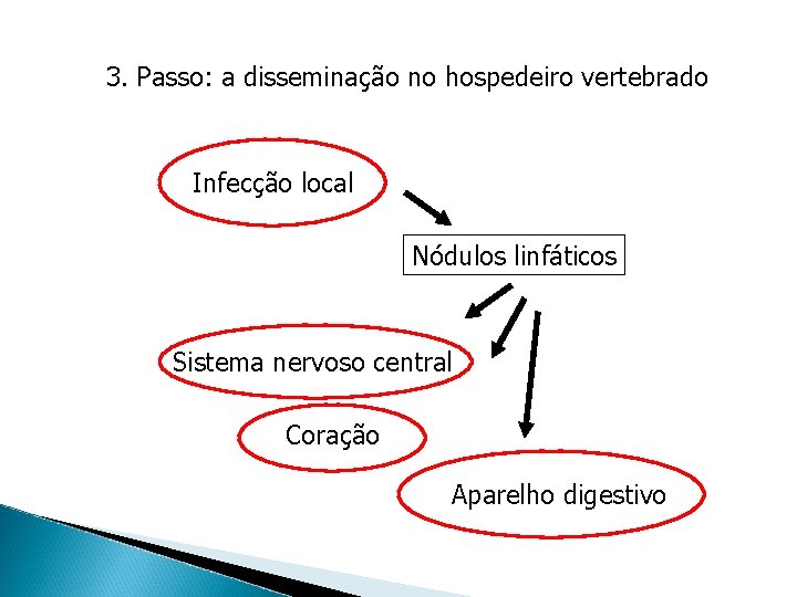 3. Passo: a disseminação no hospedeiro vertebrado Infecção local Nódulos linfáticos Sistema nervoso central 3. Passo: a disseminação no hospedeiro vertebrado Infecção local Nódulos linfáticos Sistema nervoso central