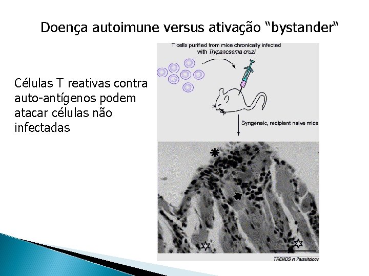 Doença autoimune versus ativação “bystander“ Células T reativas contra auto-antígenos podem atacar células não