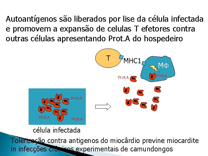 Autoantígenos são liberados por lise da célula infectada e promovem a expansão de celulas