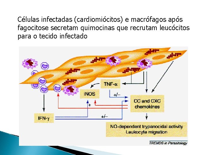 Células infectadas (cardiomiócitos) e macrófagos após fagocitose secretam quimocinas que recrutam leucócitos para o