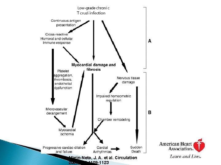 Marin-Neto, J. A. et al. Circulation 2007; 115: 1109 -1123 