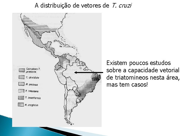 A distribuição de vetores de T. cruzi Existem poucos estudos sobre a capacidade vetorial A distribuição de vetores de T. cruzi Existem poucos estudos sobre a capacidade vetorial