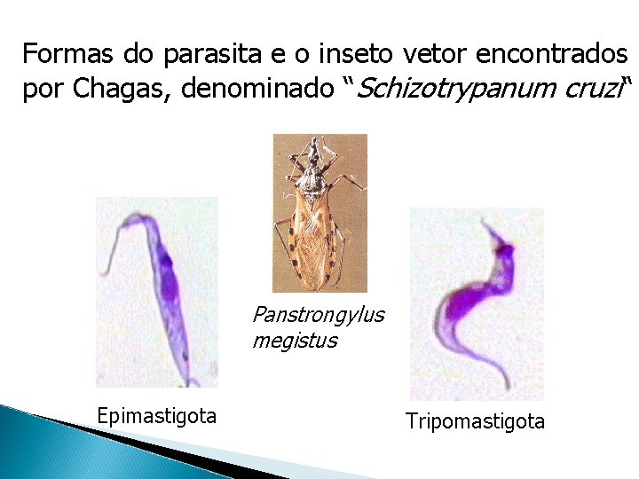 Formas do parasita e o inseto vetor encontrados por Chagas, denominado “Schizotrypanum cruzi“ Panstrongylus