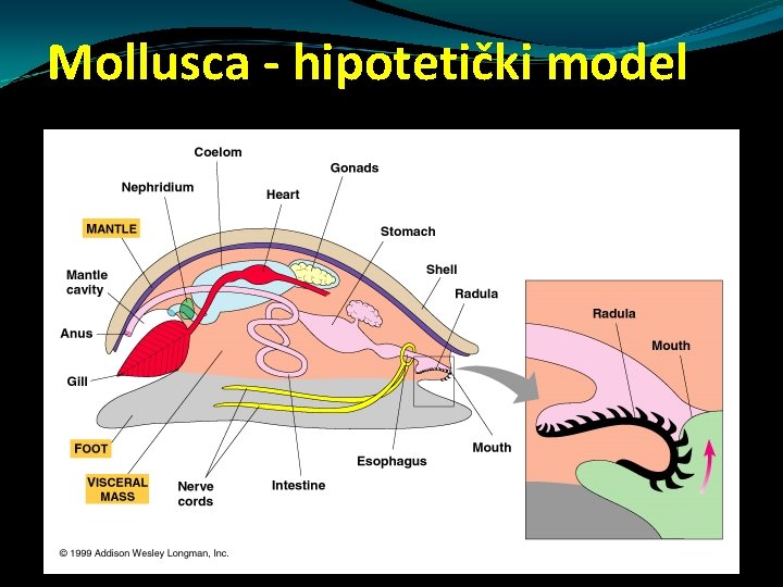 Mollusca - hipotetički model Mollusca - hipotetički model