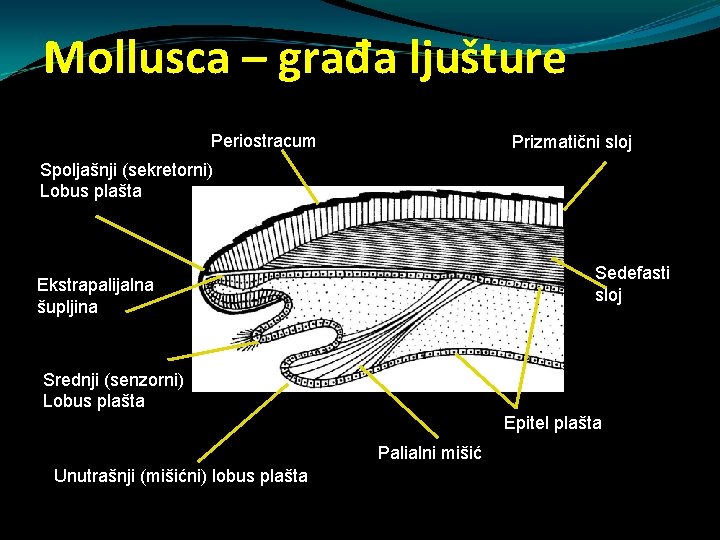 Mollusca – građa ljušture Periostracum Prizmatični sloj Spoljašnji (sekretorni) Lobus plašta Sedefasti sloj Ekstrapalijalna Mollusca – građa ljušture Periostracum Prizmatični sloj Spoljašnji (sekretorni) Lobus plašta Sedefasti sloj Ekstrapalijalna