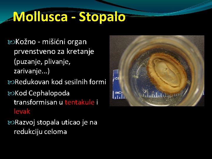 Mollusca - Stopalo Kožno - mišićni organ prvenstveno za kretanje (puzanje, plivanje, zarivanje. . Mollusca - Stopalo Kožno - mišićni organ prvenstveno za kretanje (puzanje, plivanje, zarivanje. .