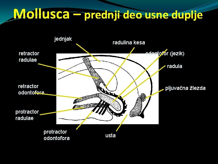 Mollusca – prednji deo usne duplje jednjak radulina kesa retractor radulae odontofor (jezik) radula Mollusca – prednji deo usne duplje jednjak radulina kesa retractor radulae odontofor (jezik) radula