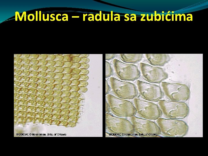 Mollusca – radula sa zubićima Mollusca – radula sa zubićima