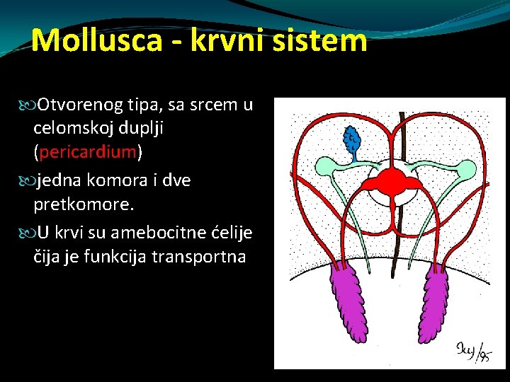 Mollusca - krvni sistem Otvorenog tipa, sa srcem u celomskoj duplji (pericardium) jedna komora Mollusca - krvni sistem Otvorenog tipa, sa srcem u celomskoj duplji (pericardium) jedna komora