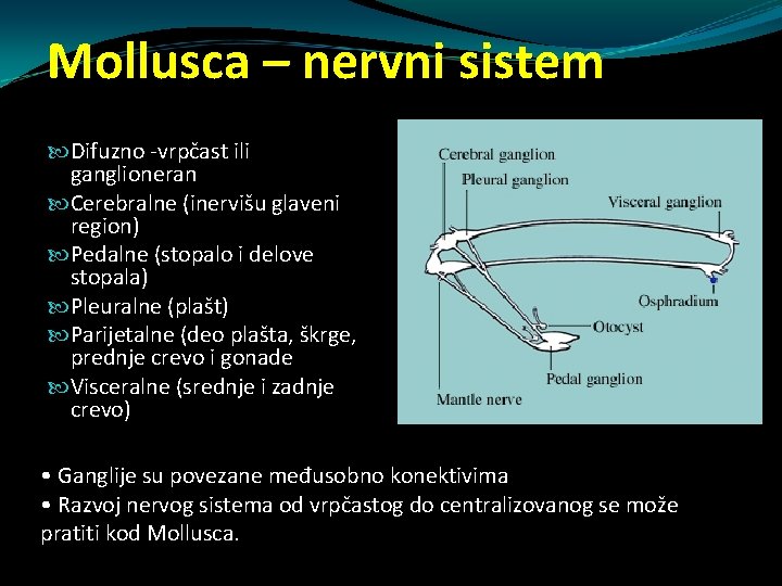 Mollusca – nervni sistem Difuzno -vrpčast ili ganglioneran Cerebralne (inervišu glaveni region) Pedalne (stopalo Mollusca – nervni sistem Difuzno -vrpčast ili ganglioneran Cerebralne (inervišu glaveni region) Pedalne (stopalo