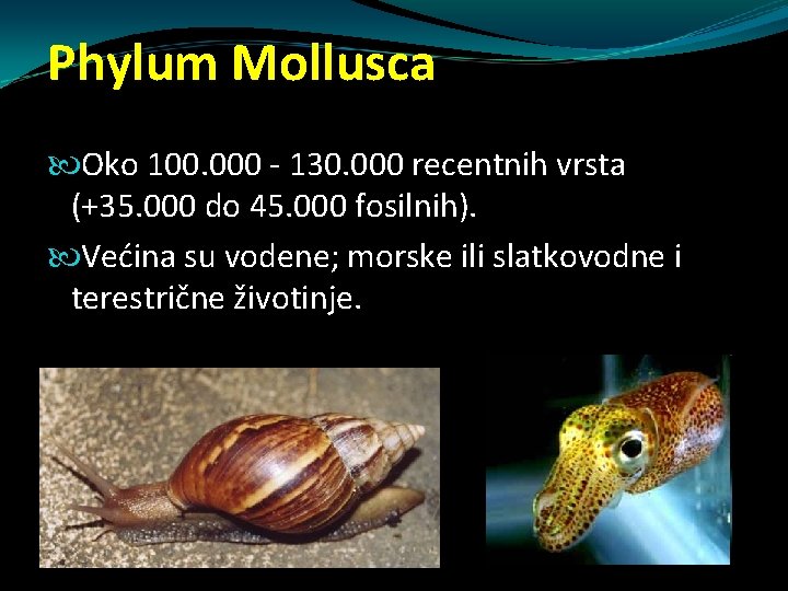 Phylum Mollusca Oko 100. 000 - 130. 000 recentnih vrsta (+35. 000 do 45. Phylum Mollusca Oko 100. 000 - 130. 000 recentnih vrsta (+35. 000 do 45.