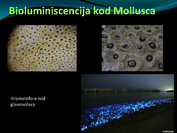 Bioluminiscencija kod Mollusca Hromatofore kod glavonožaca Bioluminiscencija kod Mollusca Hromatofore kod glavonožaca