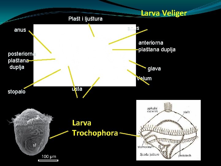 Larva Veliger Plašt i ljuštura anus anteriorna plaštana duplja posteriorna plaštana duplja glava Velum Larva Veliger Plašt i ljuštura anus anteriorna plaštana duplja posteriorna plaštana duplja glava Velum