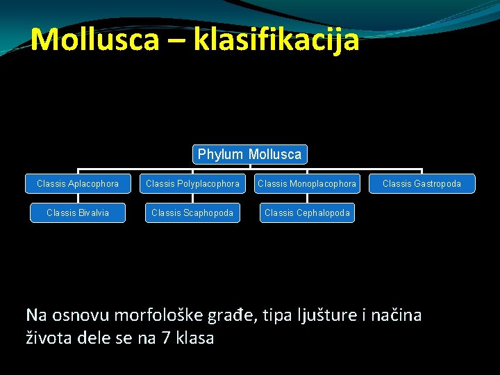 Mollusca – klasifikacija Phylum Mollusca Classis Aplacophora Classis Polyplacophora Classis Monoplacophora Classis Bivalvia Classis Mollusca – klasifikacija Phylum Mollusca Classis Aplacophora Classis Polyplacophora Classis Monoplacophora Classis Bivalvia Classis