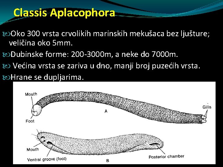 Classis Aplacophora Oko 300 vrsta crvolikih marinskih mekušaca bez ljušture; veličina oko 5 mm. Classis Aplacophora Oko 300 vrsta crvolikih marinskih mekušaca bez ljušture; veličina oko 5 mm.