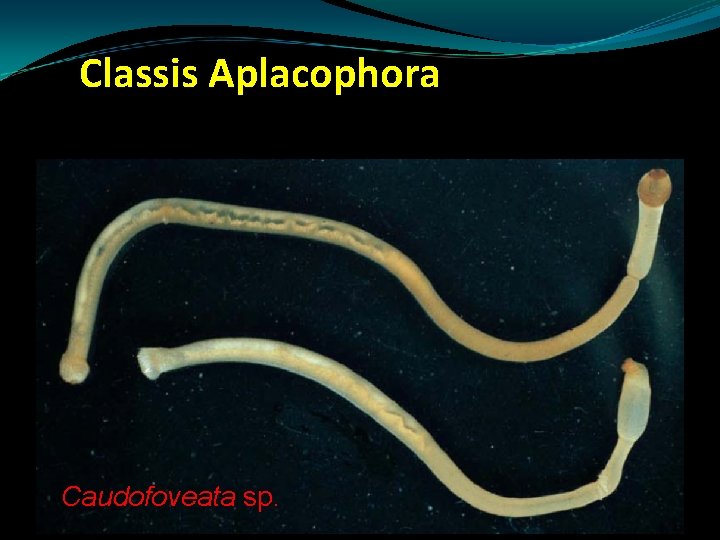 Classis Aplacophora Caudofoveata sp. Classis Aplacophora Caudofoveata sp.