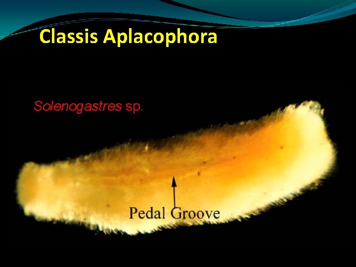 Classis Aplacophora Solenogastres sp. Classis Aplacophora Solenogastres sp.