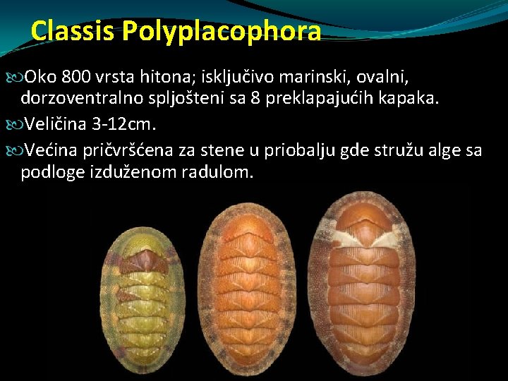 Classis Polyplacophora Oko 800 vrsta hitona; isključivo marinski, ovalni, dorzoventralno spljošteni sa 8 preklapajućih Classis Polyplacophora Oko 800 vrsta hitona; isključivo marinski, ovalni, dorzoventralno spljošteni sa 8 preklapajućih