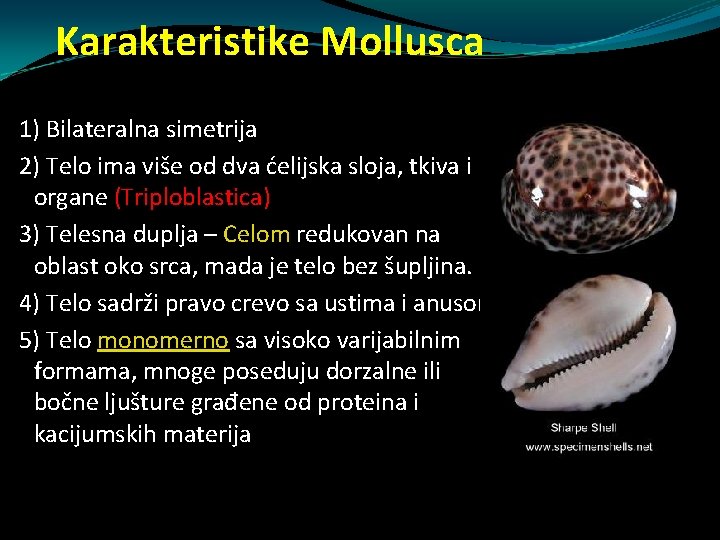 Karakteristike Mollusca 1) Bilateralna simetrija 2) Telo ima više od dva ćelijska sloja, tkiva Karakteristike Mollusca 1) Bilateralna simetrija 2) Telo ima više od dva ćelijska sloja, tkiva