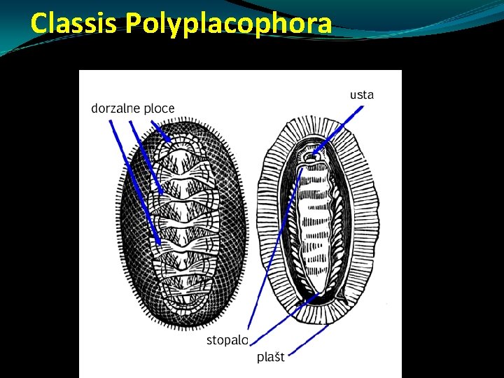 Classis Polyplacophora Classis Polyplacophora