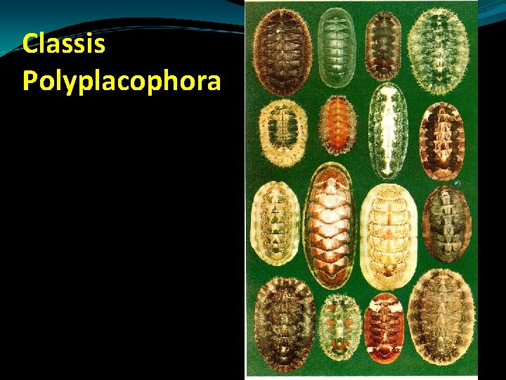 Classis Polyplacophora Classis Polyplacophora