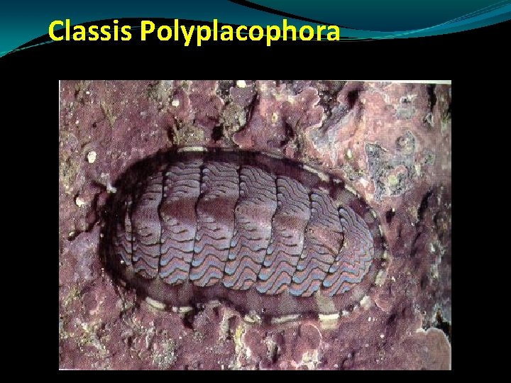 Classis Polyplacophora Classis Polyplacophora
