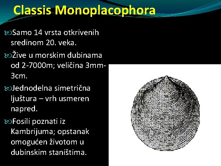 Classis Monoplacophora Samo 14 vrsta otkrivenih sredinom 20. veka. Žive u morskim dubinama od Classis Monoplacophora Samo 14 vrsta otkrivenih sredinom 20. veka. Žive u morskim dubinama od