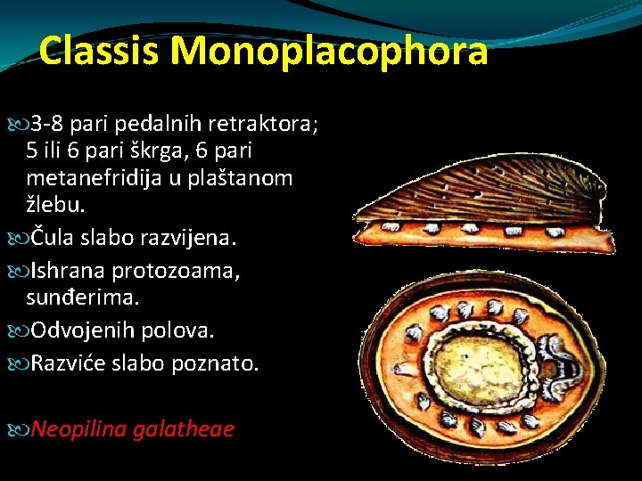 Classis Monoplacophora 3 -8 pari pedalnih retraktora; 5 ili 6 pari škrga, 6 pari Classis Monoplacophora 3 -8 pari pedalnih retraktora; 5 ili 6 pari škrga, 6 pari