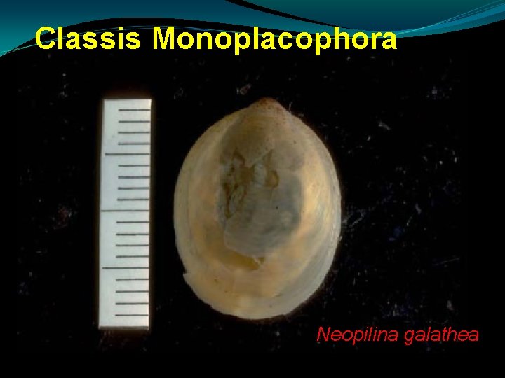 Classis Monoplacophora Neopilina galathea Classis Monoplacophora Neopilina galathea